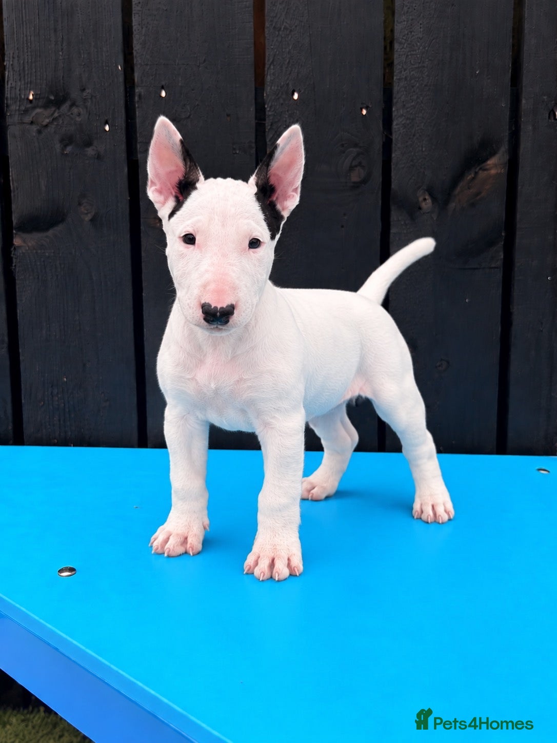 English Bull Terrier dogs Stunning English bull terrier puppies for sale  - Advert 2