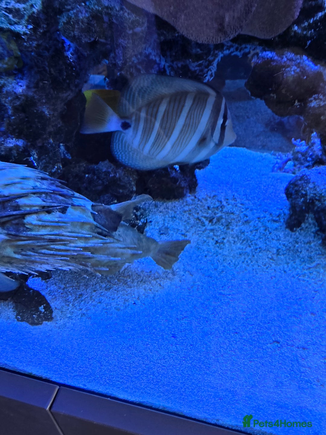 Angelfish fish for sale: Marine fish and coral - Image 8