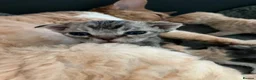Devon Rex cats for sale: Ch lines Devon Rex - Advert 13