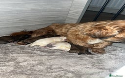 Shih Tzu dogs for sale: Cream and chocolate imperial shih tzu pups - Image 23