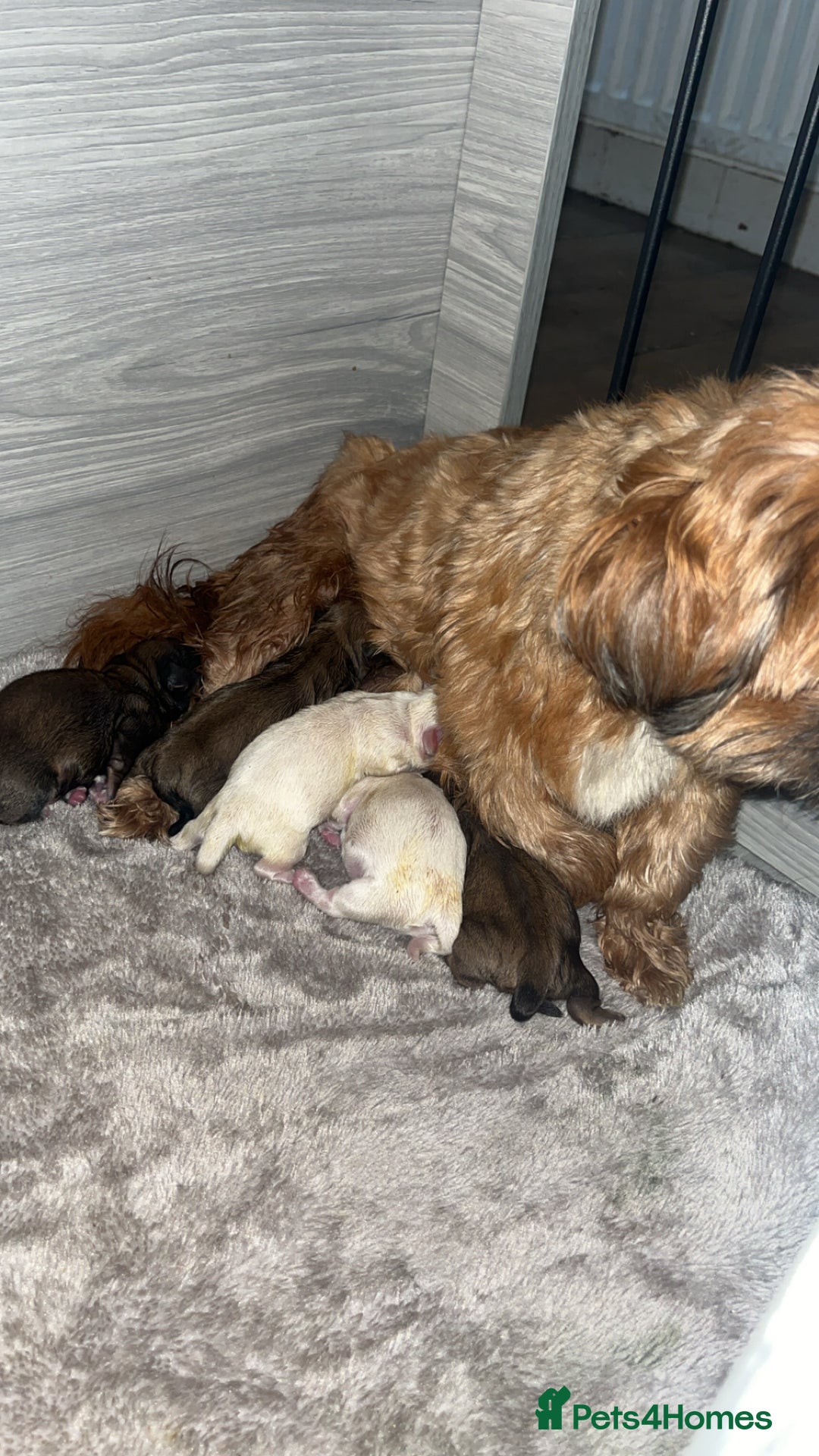 Shih Tzu dogs for sale: Cream and chocolate imperial shih tzu pups - Image 23