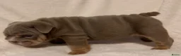 English Bulldog dogs for sale: Last tiny boy - Advert 6