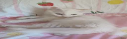 Mixed Breed cats for sale:  Persian kittens for sale  - Advert 4
