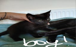 Mixed Breed cats for sale: 7 very fluffy kittens wisbech!!🐈‍⬛️🐈‍⬛️😻 - Image 5