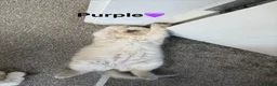 Ragdoll cats for sale: 🩵TWO Beautiful Bluepoint Ragdoll girls for sale🩵 - Advert 10