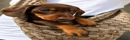 Miniature Dachshund dogs for sale: KC Registered Miniature dachshund puppys - Advert 6