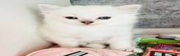Ragdoll cats for sale: Last boy now reduced  - Advert 8