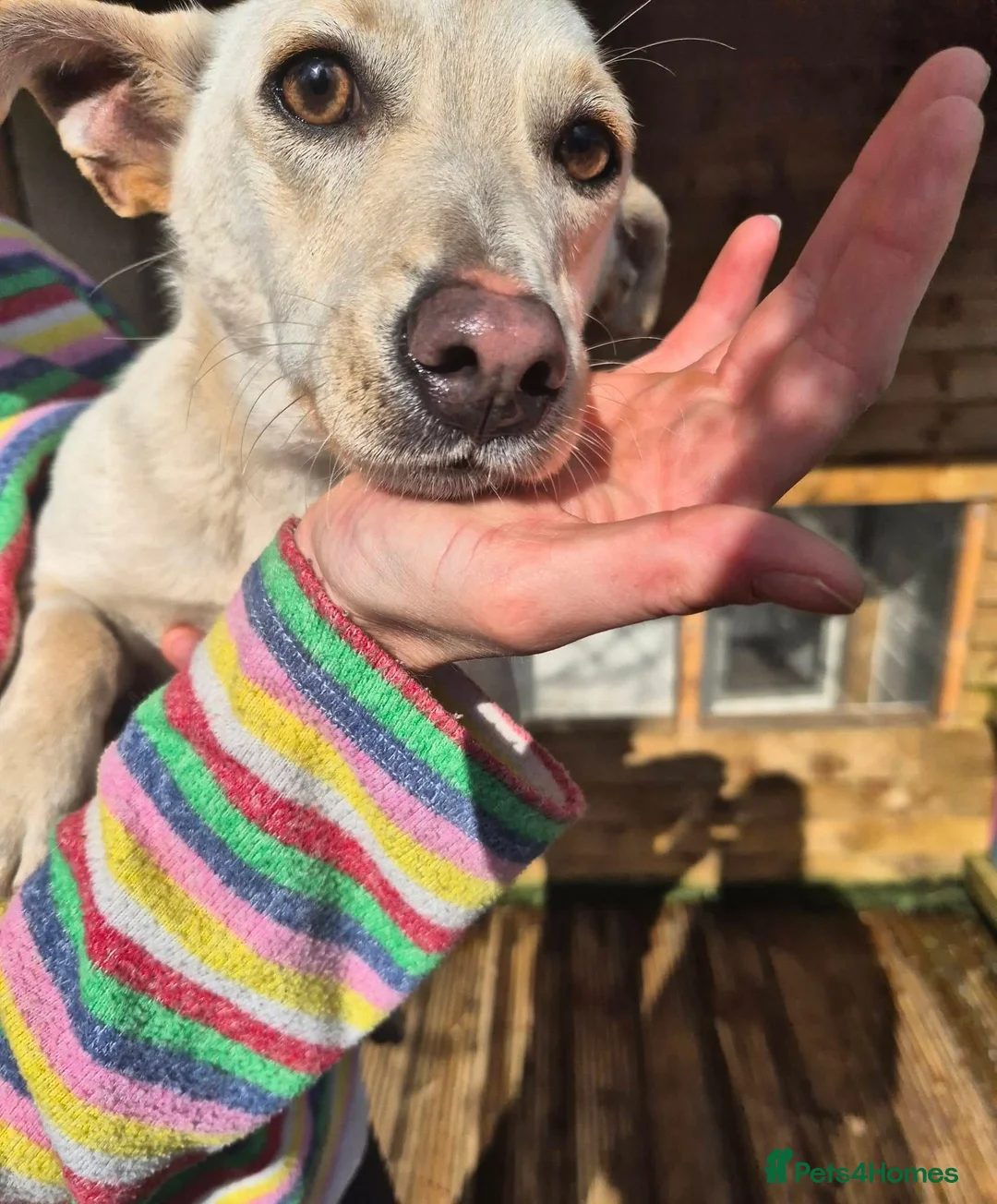 Mixed Breed dogs for adoption: Bobby - In Ayr Looking for a Home  - Advert 5