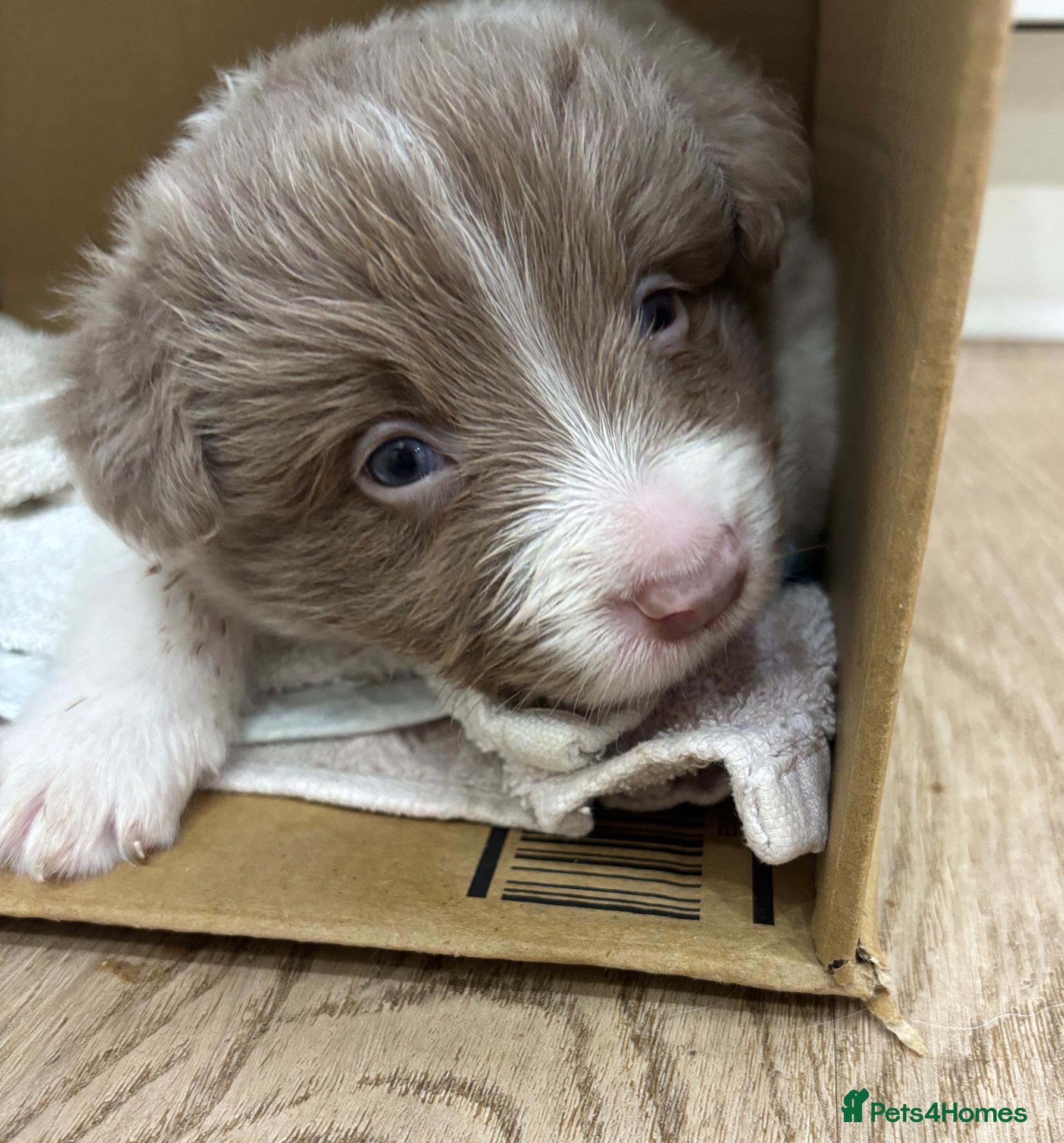 Border Collie dogs KC Registered Show Border Collie Puppies - Advert 2