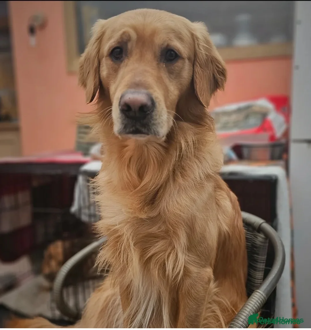 Golden Retriever dogs for sale: KC Registered Golden Retriever Puppies - Advert 14