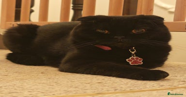 Scottish Fold cats - Advert 1