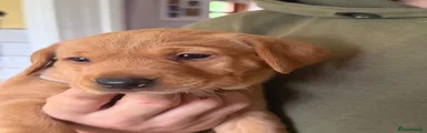 Labrador Retriever 5