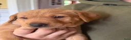 Labrador Retriever dogs for sale: KC Labrador pups for sale (fox red and black) in Shrewsbury - Advert 21