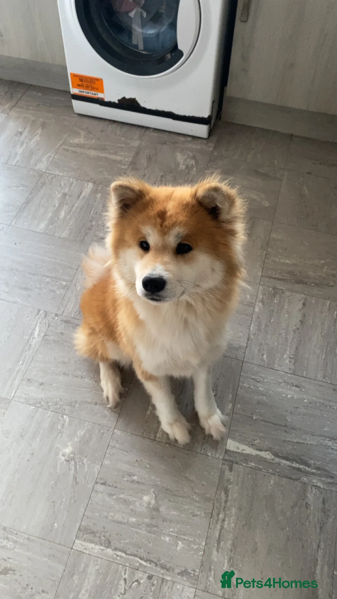 Japanese Akita Inu dogs for sale: Japanese Akita inu  - Advert 1