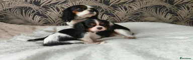 King Charles Spaniel 2