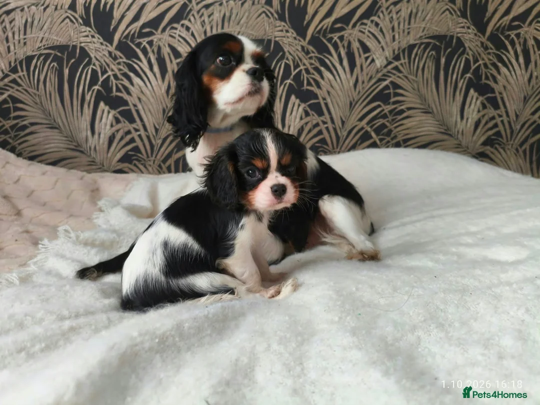 King Charles Spaniel dogs for sale: Female King Charles Spaniel Puppies - Advert 2