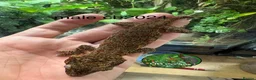 Gecko reptiles for sale: Male and unsexed red gargoyle geckos.  - Advert 4