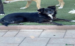 Mixed Breed dogs for adoption: Cute Briggie looking for LOVE - Image 5