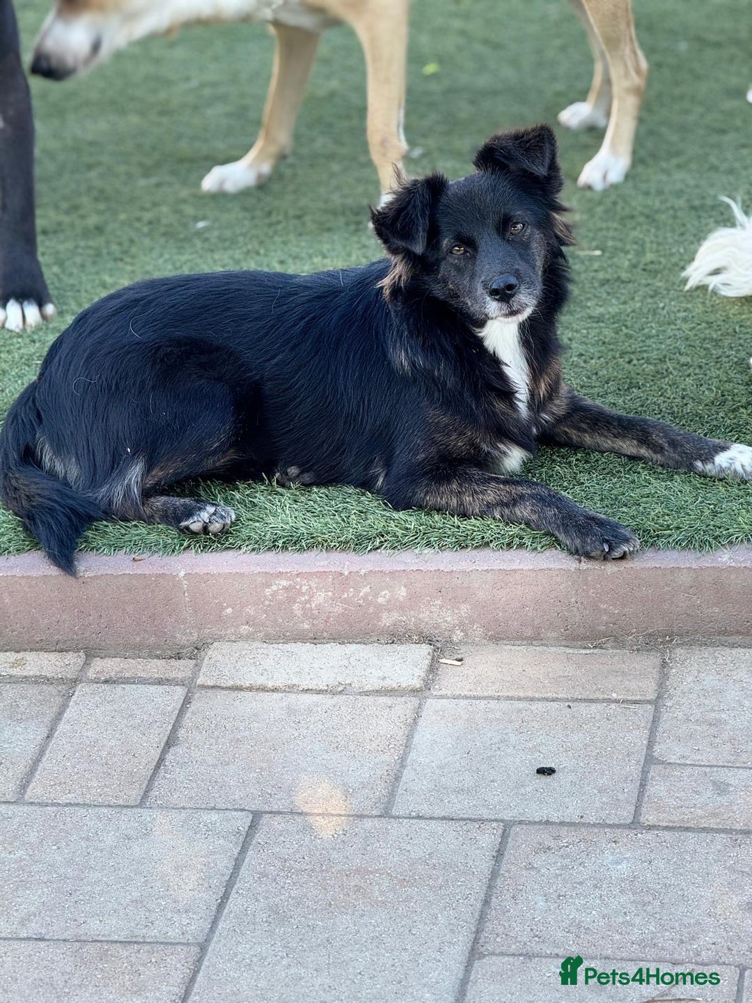 Mixed Breed dogs for adoption: Cute Briggie looking for LOVE - Image 5
