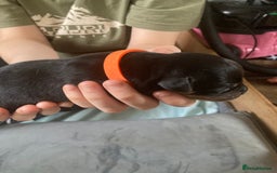 Rottweiler dogs for sale: Rottweiler  - Advert 25