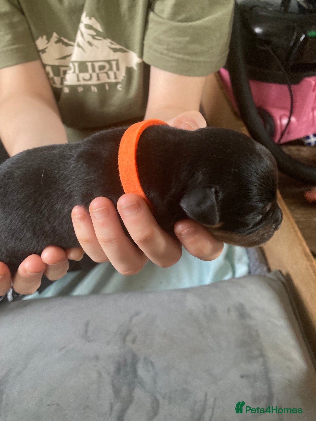 Rottweiler dogs for sale: Rottweiler  - Advert 25