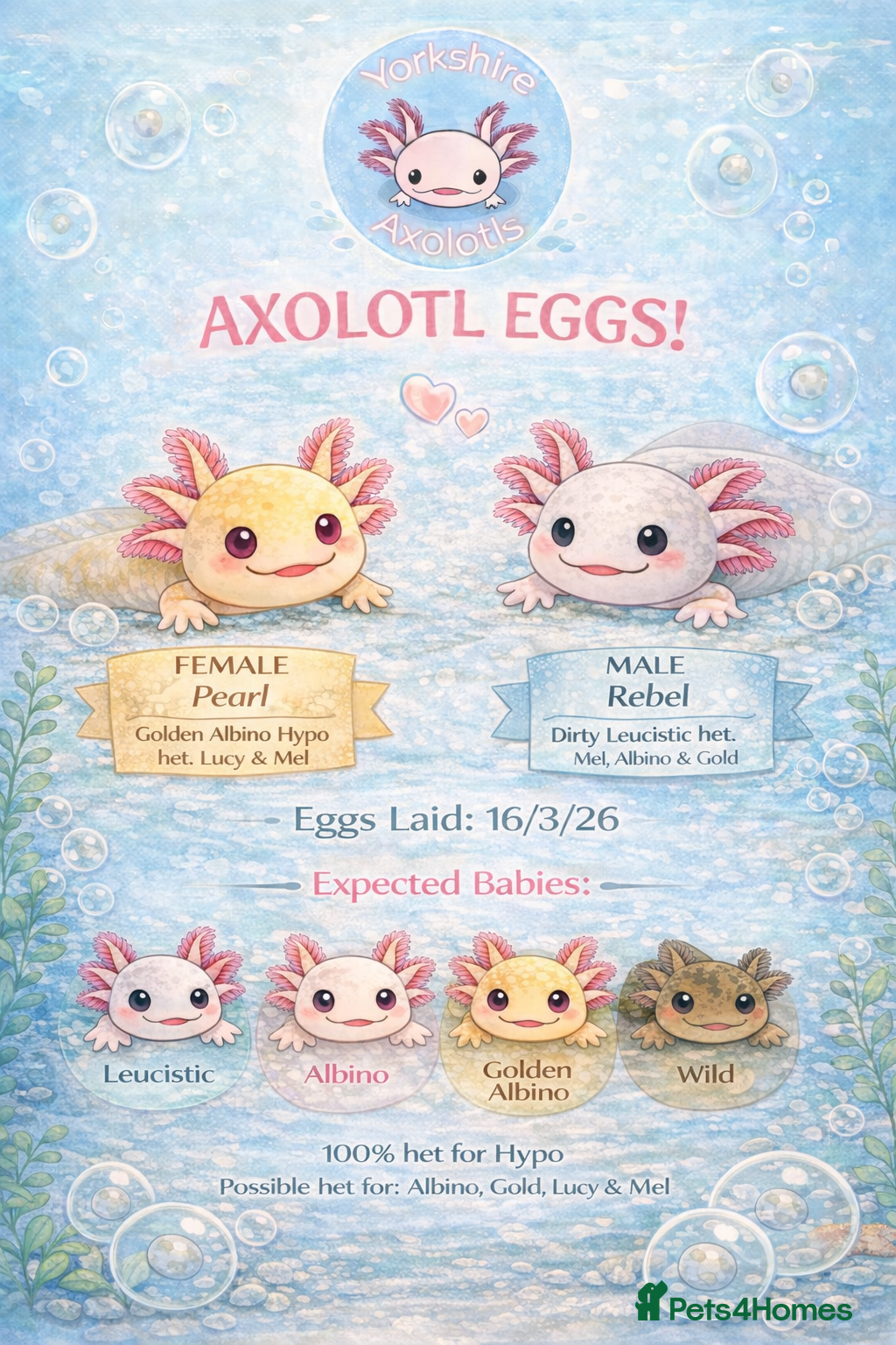 Axolotl reptiles Axolotl eggs - Advert 15