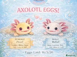 Axolotl reptiles Axolotl eggs - Advert 15