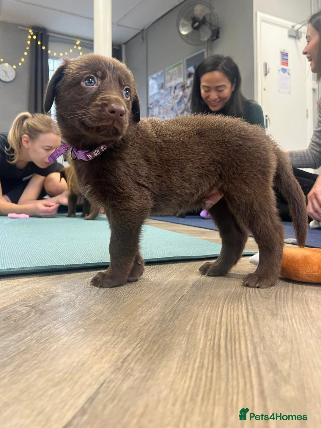 Mixed Breed dogs for sale: Beautiful Puppies – ONLY / LEFT!!! - Advert 21