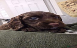 Sprocker dogs for sale: 6 beautiful Sprockers for sale - Image 19