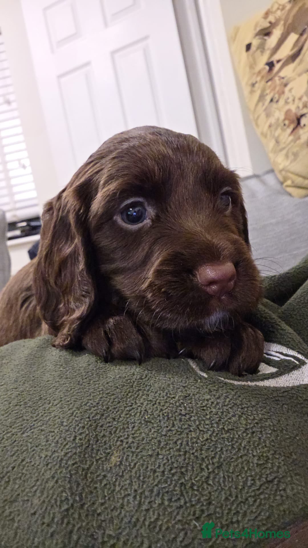 Sprocker dogs for sale: 6 beautiful Sprockers for sale - Image 19