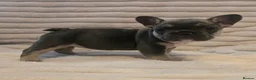 French Bulldog dogs for sale:   Outstanding Lilac Fluffy French Bulldog Puppies  in Wigan - Advert 11