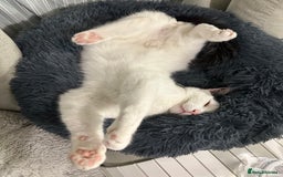 Domestic Shorthair cats for sale: Benji (Urgent rehoming) - Image 3
