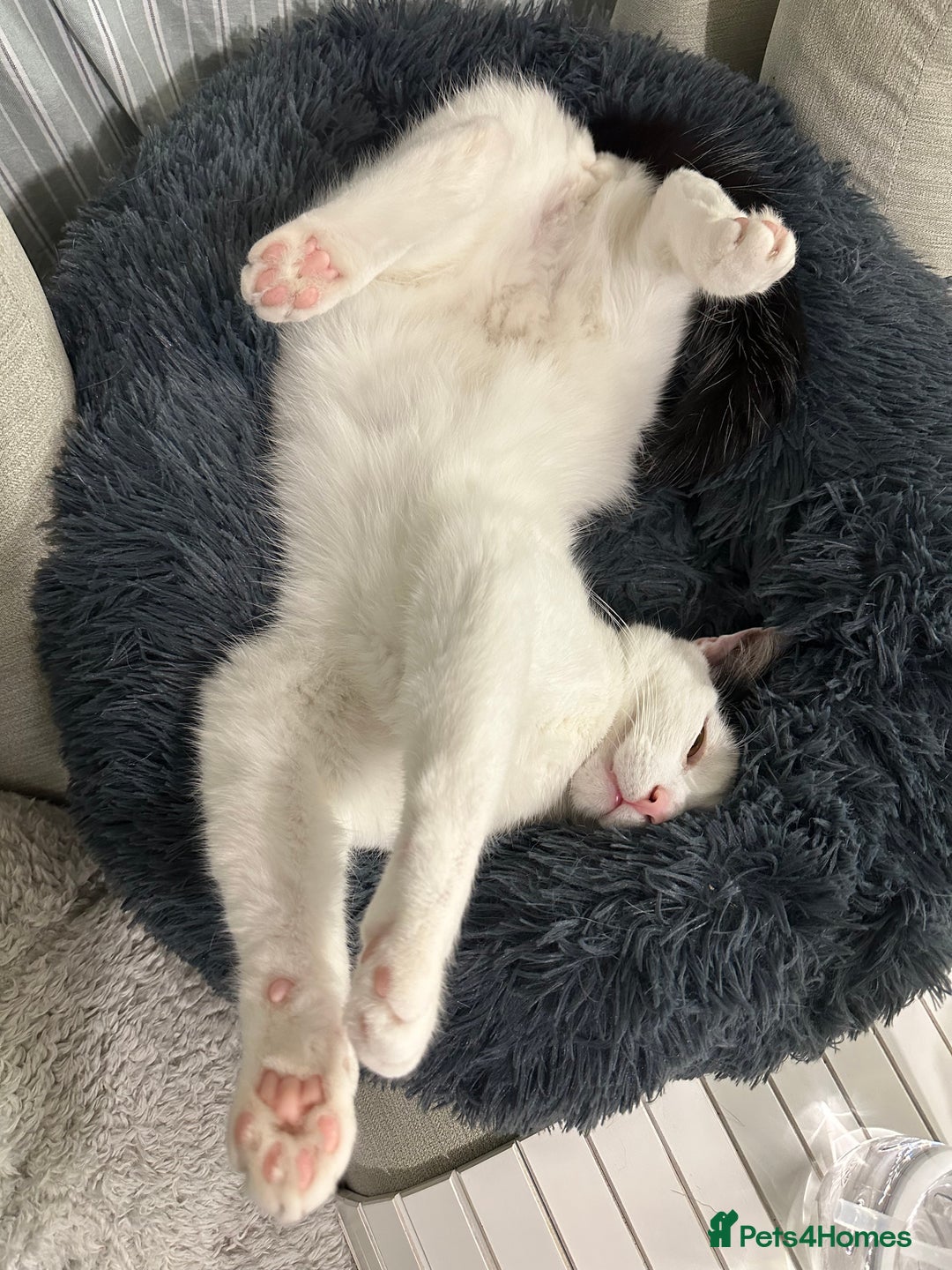 Domestic Shorthair cats for sale: Benji (Urgent rehoming) - Image 3