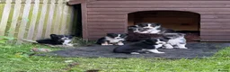Border Collie dogs for sale: Border Collie Puppies  in Hexham - Advert 3