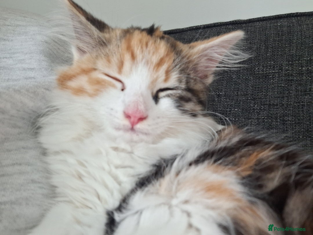 Mixed Breed cats for sale: Stunning long haired Calico girl - Image 7