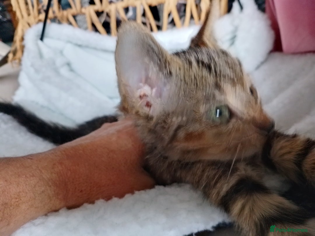 Mixed Breed cats for sale: tabby bengal cross male kitten - Image 3