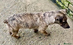 Jack Russell dogs for sale: Bob tail jacks  - Image 32
