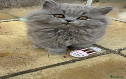British Shorthair cats for sale: Blue British Shorthair GCCF - Image 16