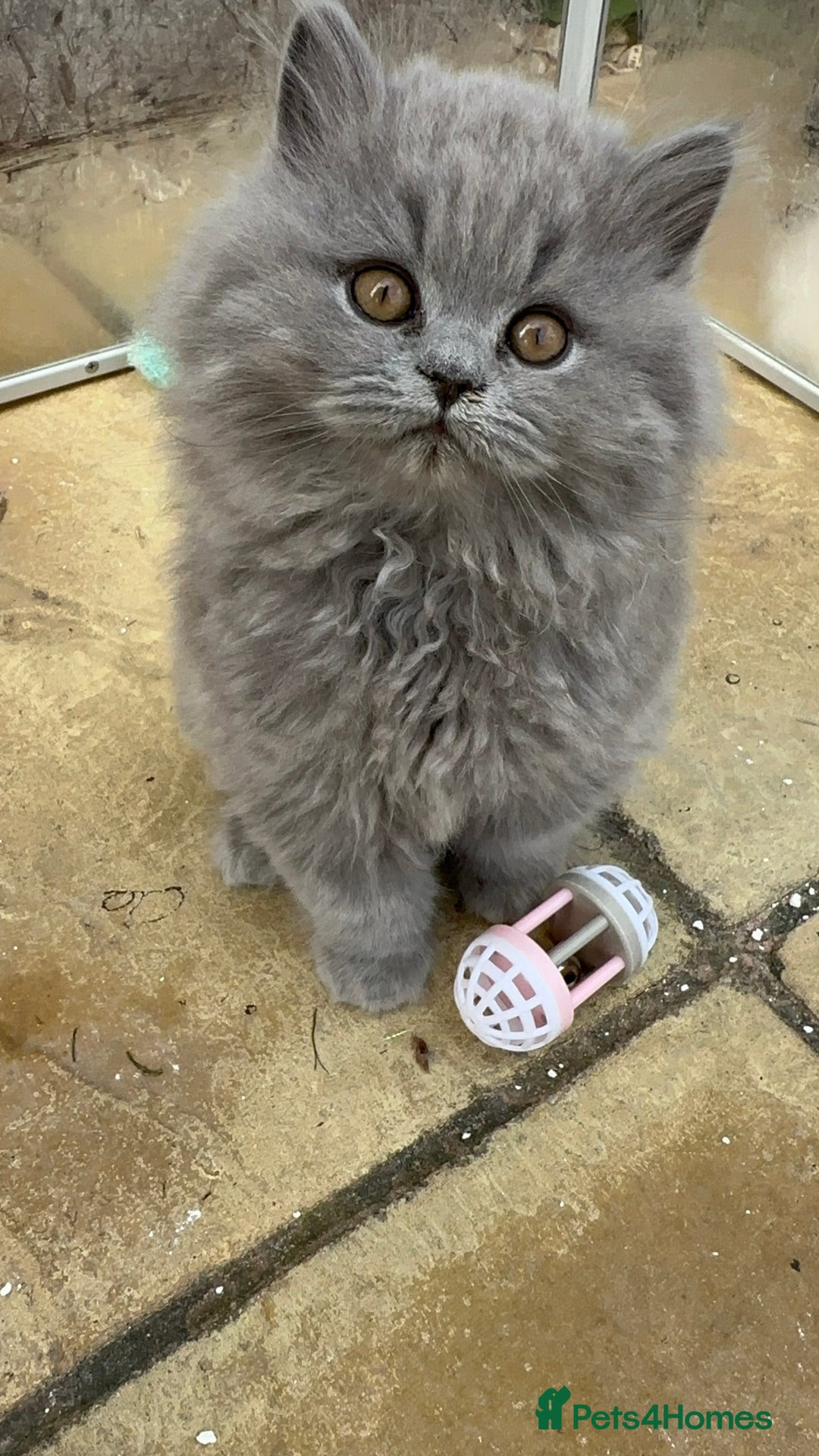 British Shorthair cats for sale: Blue British Shorthair GCCF - Image 16