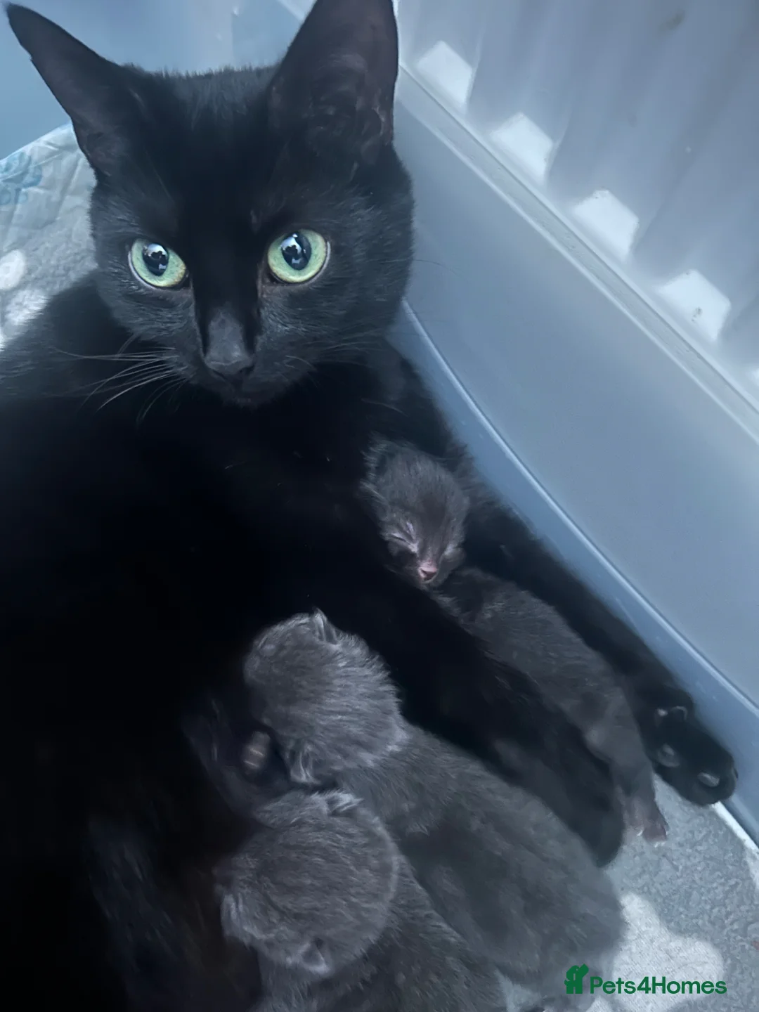 Mixed Breed cats for sale: Last black kitten ready now  - Advert 6