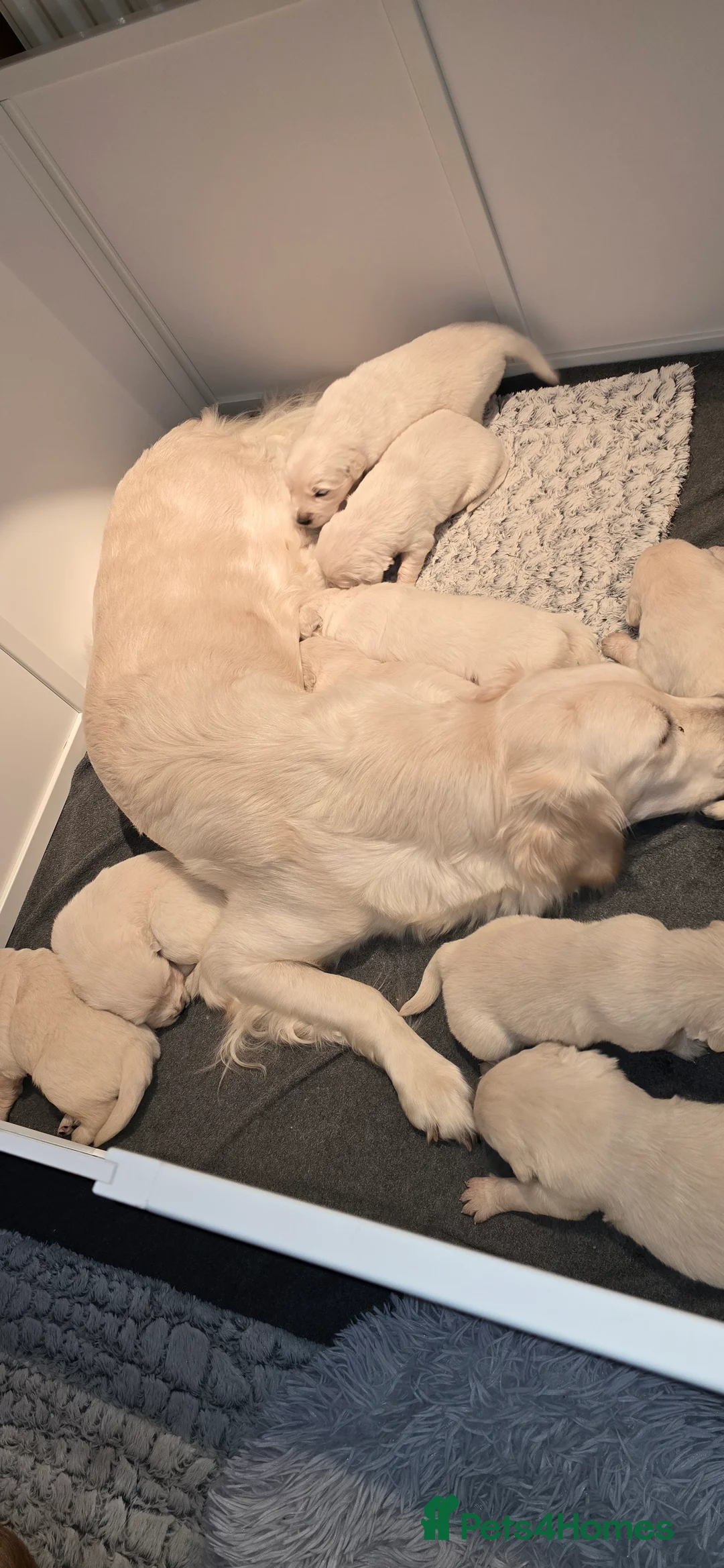 Golden Retriever dogs for sale: Adorable white Golden Retriever - Advert 12