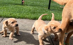Labrador Retriever dogs for sale: Lovely Fox Red Labrador puppies - Image 7