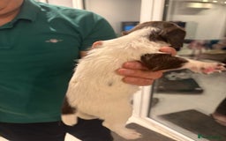 English Springer Spaniel dogs for sale: Working English Springer Spaniel  - Image 5