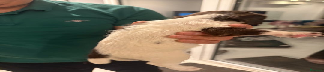 English Springer Spaniel Puppy 6