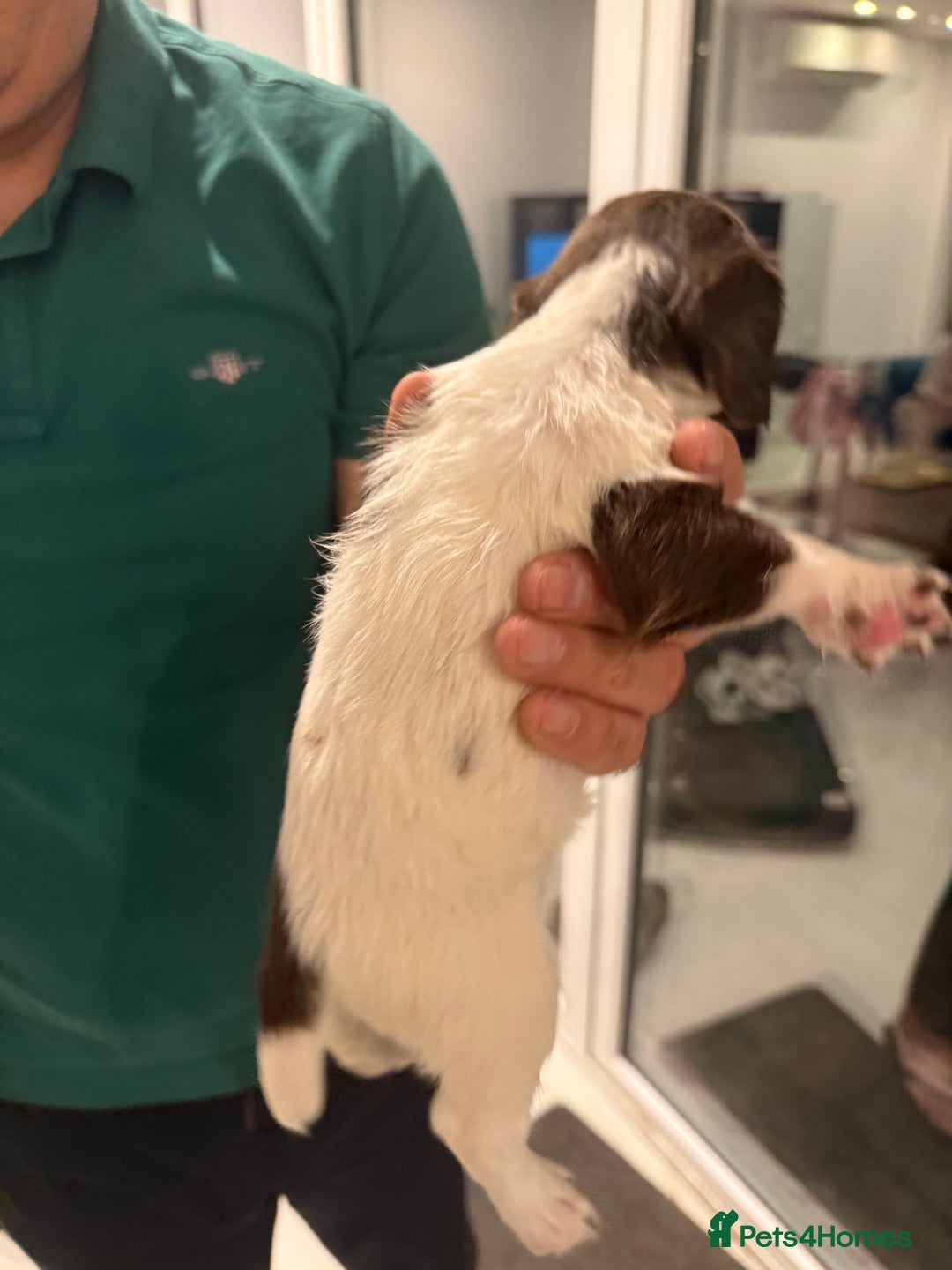 English Springer Spaniel dogs for sale: Working English Springer Spaniel  - Image 5