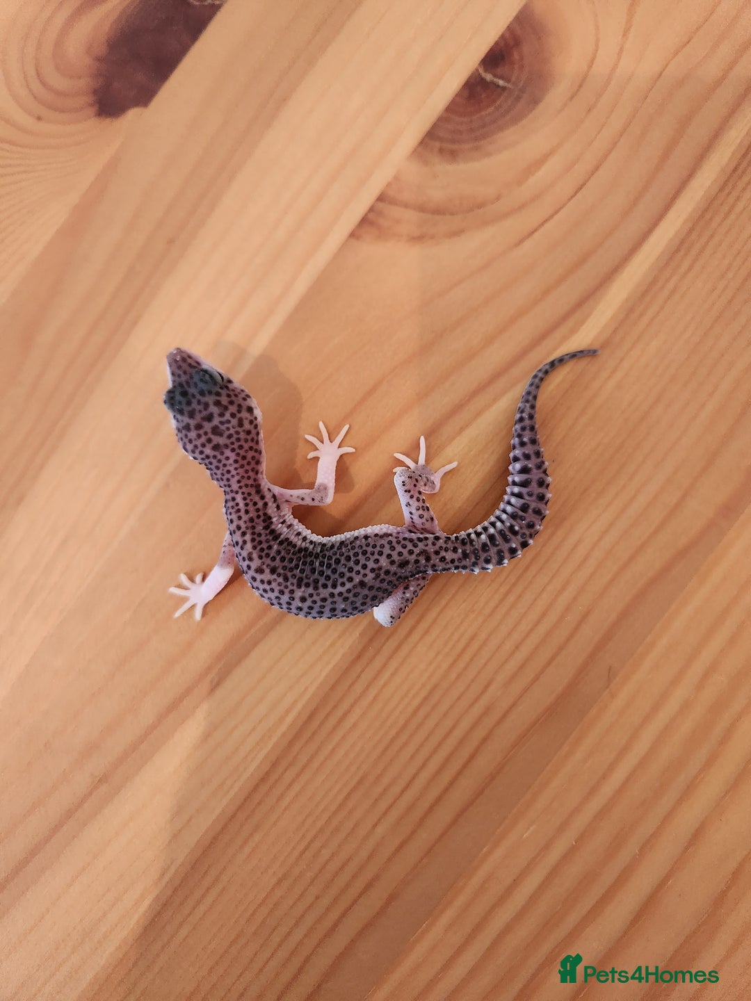 Leopard Gecko reptiles for sale: Baby Leopard Gecko - Mack Super Snow Morph - Image 3