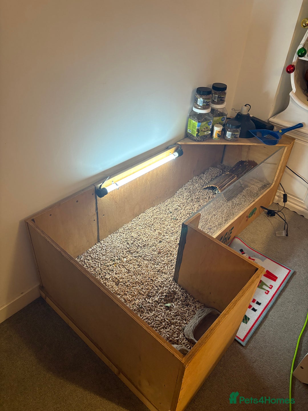 Hermann Tortoise reptiles for sale: 5 year old tortoise + full set up & accessories  - Advert 3