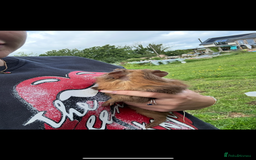 Guinea Pig rodents for sale: Male guinea pigs X3 NEED REHOMING ASAP  - Image 3