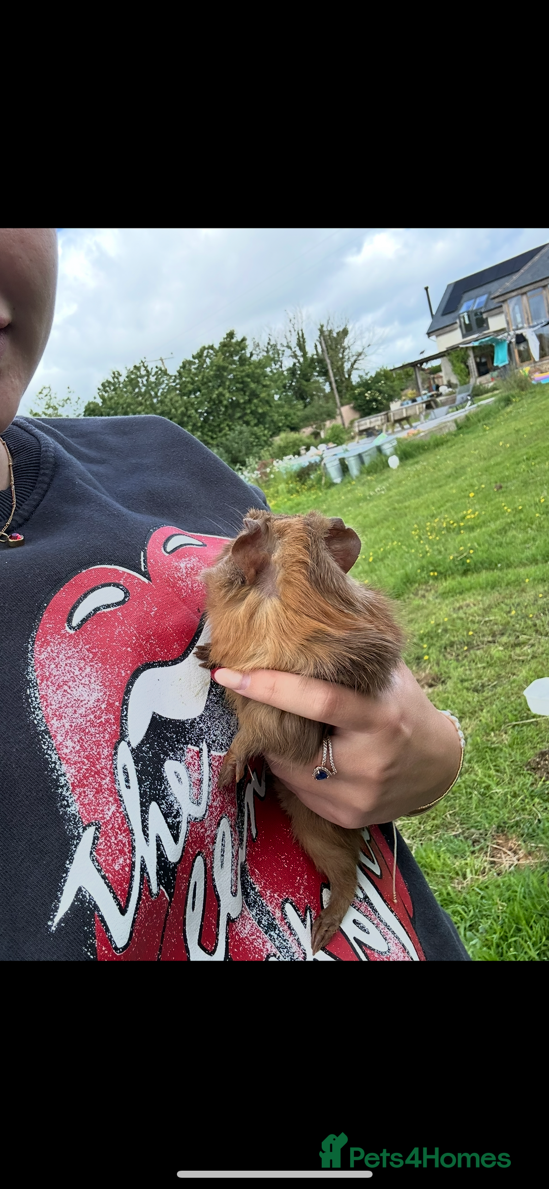 Guinea Pig rodents for sale: Male guinea pigs X3 NEED REHOMING ASAP  - Image 3