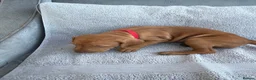 Hungarian Vizsla dogs for sale: 🐾 10 Beautiful Hungarian Vizsla Puppies 🐾 - Advert 7
